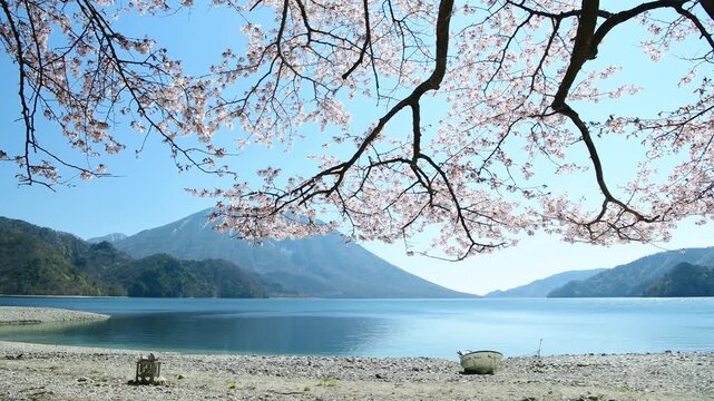 栃木県日光市　千手ヶ浜から見る満開の山桜と男体山と中禅寺湖