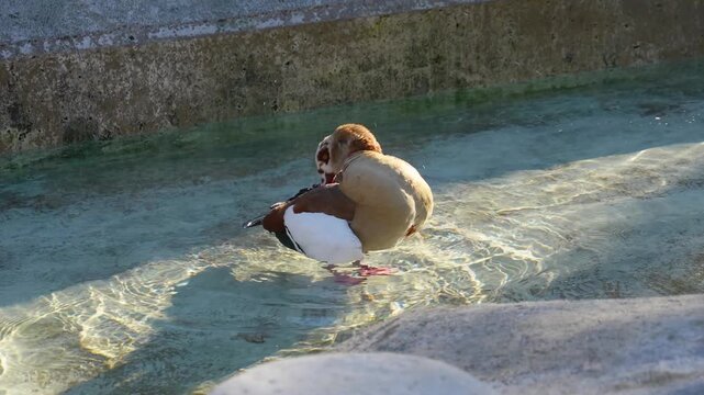Close up of Egyptian Goose moving around a pond on a sunny spring morning cleaning and grooming it sel