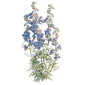 Consolida ajacis tree, elevation, front view, cutout, transparent background, isolate, Delicate sprig of forget-me-nots, detailed macro photography, springtime blossom, natural beauty