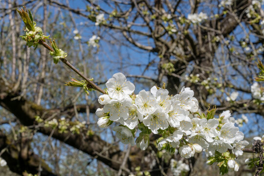 blossoming branch of cherry-tree, Baden Wuttenberg, Germany
