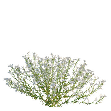 Lobelia erinus tree, elevation, front view, cutout, transparent background, isolate, Delicate sprig of common heather, Ericales family, botanical illustration, studio shot