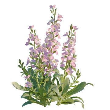 Matthiola incana tree, elevation, front view, cutout, transparent background, isolate, Delicate pink snapdragon flowers with green leaves, close-up macro photography for spring floral design.