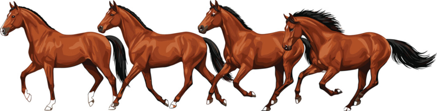 Dynamic sequence of a brown bay horse running and galloping in four stages of motion vector illustration..eps