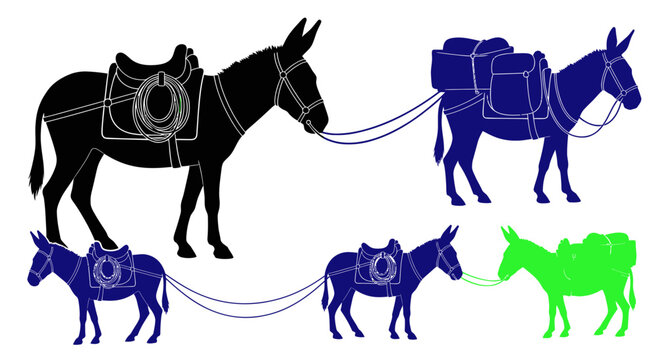 Donkeys in various colors standing together.