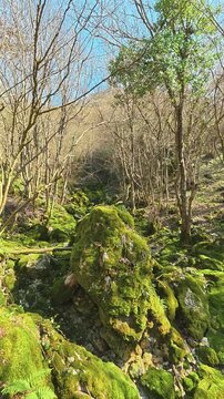 Moss blankets a stone, green and thick. Mount Ozren, (Balkans, Serbia) Vertical