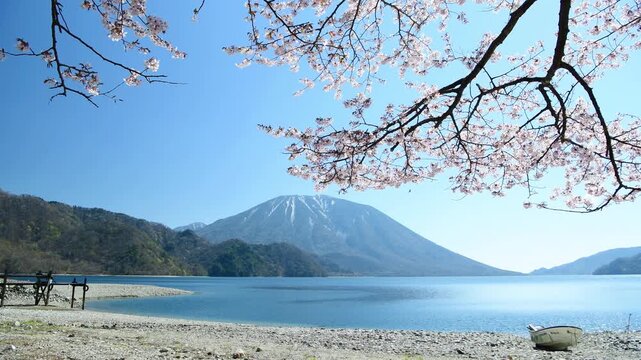 栃木県日光市　千手ヶ浜から見る満開の山桜と男体山と中禅寺湖