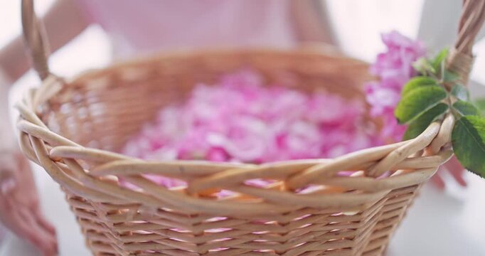 Beautiful bulgarian girl breathing the fresh aroma of harvested oil bearing roses petals of rose damascena in a basket Bulgaria