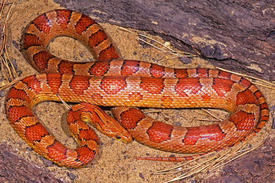 An adult Corn snake, Pantherophis guttatus, a colorful constrictor found in the southeast United States