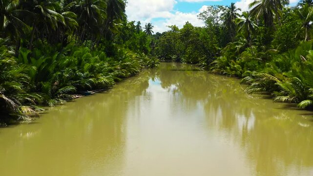 River in the rainforest in a mountain canyon. River in the green jungle. Bohol, Philippines.