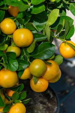 Close-up of ripe calamondin oranges growing on a small citrus tree in a pot.Vibrant citrus mitis fruits among lush green leaves, calamansi tree background.Small decorative orange tree 