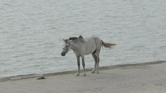 horse on the riverside 