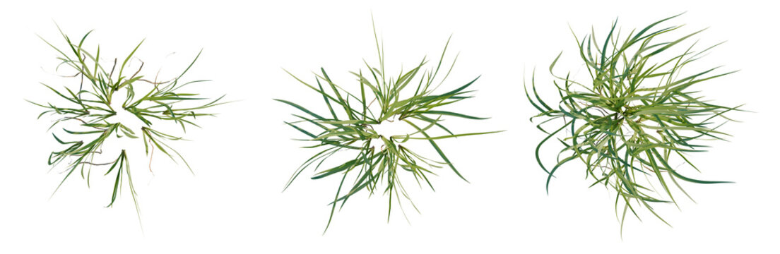 Acorus calamus tree plan, top view, cutout, transparent background, isolate, Delicate fern fronds and leaves, intricately detailed, nature's elegance, botanical illustration, png