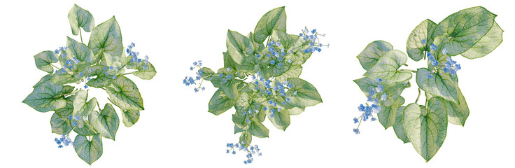 Fototapeta premium Brunnera macrophylla tree plan, top view, cutout, transparent background, isolate, Delicate Forget-Me-Not Flowers Close-Up, Detailed Floral Still Life Photography