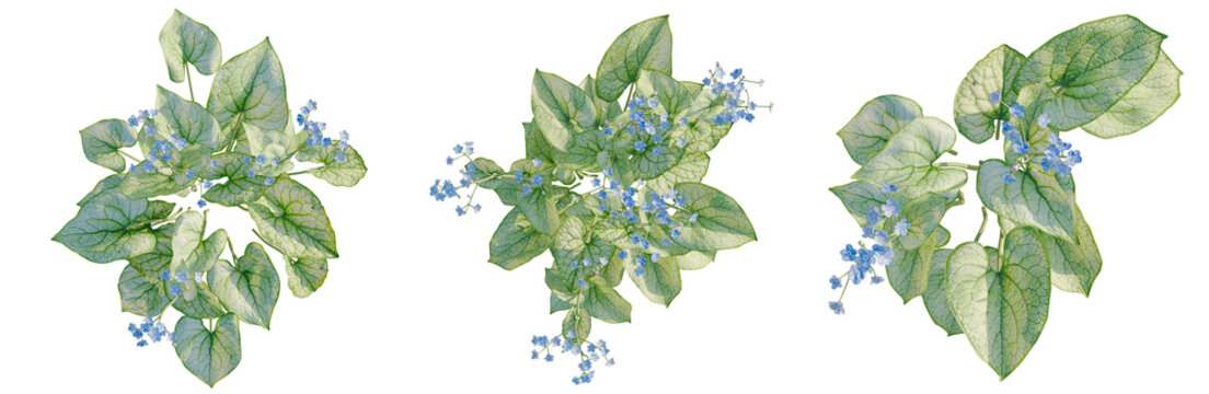 Brunnera macrophylla tree plan, top view, cutout, transparent background, isolate, Delicate Forget-Me-Not Flowers Close-Up, Detailed Floral Still Life Photography