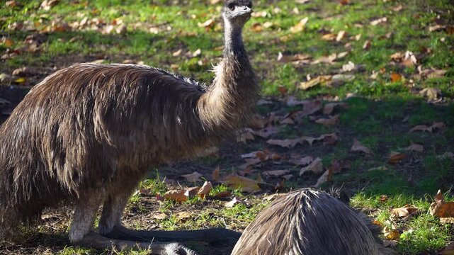 Close up emu resting on a meadow on a sunny day in autumn
