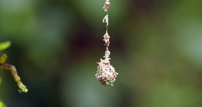 Spider egg case hanging on a long filament, an anti-predator device. Ants can't climb down it easily. In the rainforest, Napo province, Ecuador