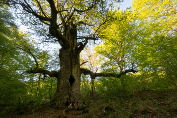 Fototapeta premium Urwald Sababurg
