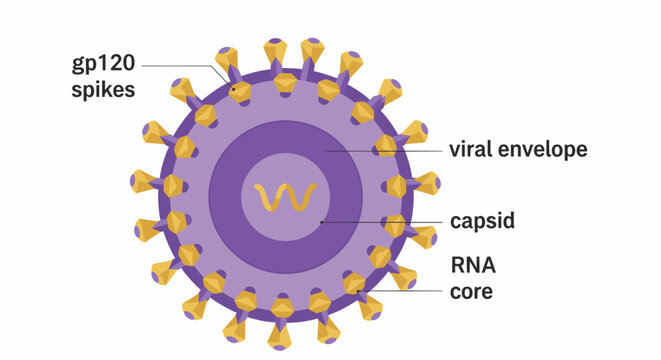 Scientific anatomy of a retrovirus showing internal components