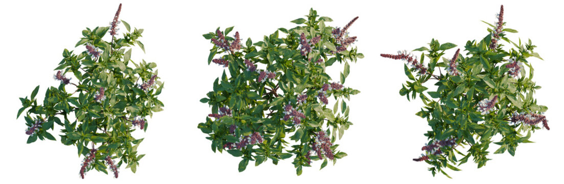 Ocimum basilicum tree plan, top view, cutout, transparent background, isolate, Beautiful Lavender Flowers Blooming in Springtime, Delicate Floral Background, Nature