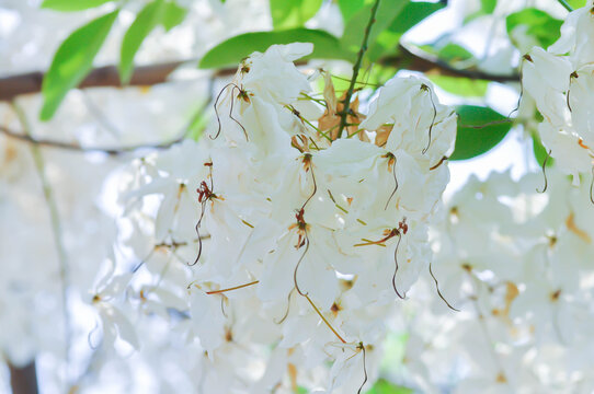 Cassia x nealiae H S Irwin and Barneby, fabaceae or LEGUMINOSAE CAESALPINIOIDEAE or White Rainbow Shower Tree or white flower