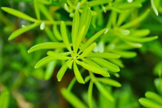 Podocarpus polystachyus, Sea Teak or Jati Laut or PODOCARPACEAE or pine