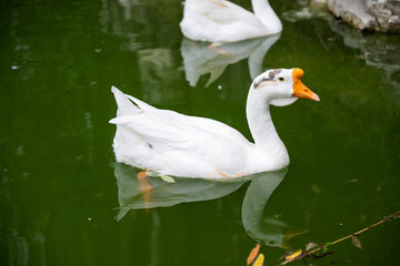 Wanxi white geese © Dannyliu1104