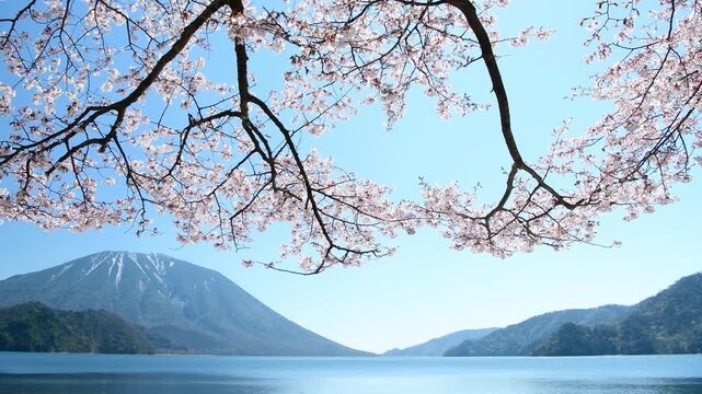 栃木県日光市　千手ヶ浜から見る満開の山桜と男体山と中禅寺湖