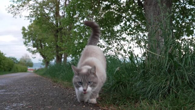 A cream-colored three-legged domestic cat outdoors on a quiet rural road beside tall grass, seen in soft natural light with a blurred countryside background. 