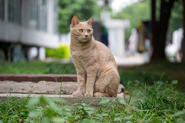 cat in the garden © Dannyliu1104