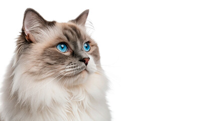 Beautiful fluffy ragdoll cat with blue eyes sitting calmly for pet breed and domestic animal photography © Lobov