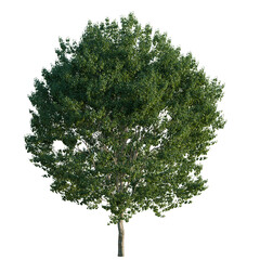 Acer rubrum tree, elevation, front view, cutout, transparent background, isolate, Detailed close-up of a green leaf texture, with intricate details and natural patterns © DH Tree Stock