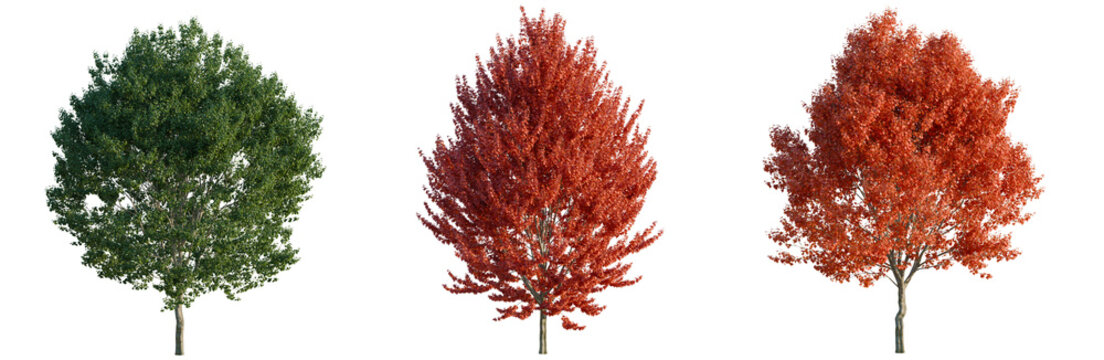 Acer rubrum tree, elevation, front view, cutout, transparent background, isolate, Red Maple Tree Isolated on White Background - Autumn Foliage and Vibrant Colors