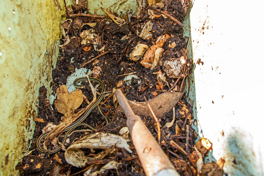 Curious common garter snake in compost