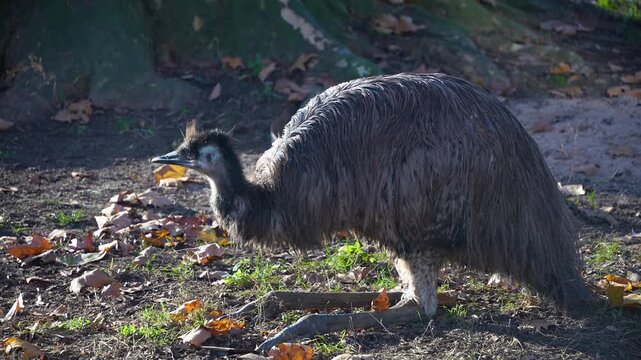Close up emu resting on a meadow on a sunny day in autumn