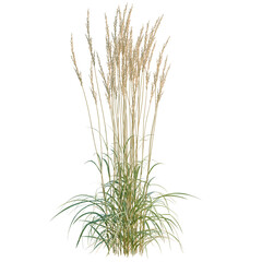 Fototapeta premium Calamagrostis acutiflora tree, elevation, front view, cutout, transparent background, isolate, Lush green grass texture close-up, detailed and vibrant nature background, meadow field