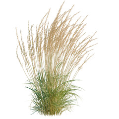 Fototapeta premium Calamagrostis acutiflora tree, elevation, front view, cutout, transparent background, isolate, Lush Green Grass Field Landscape - Nature Background for Design and Travel