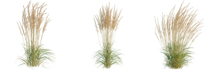 Fototapeta premium Calamagrostis acutiflora tree, elevation, front view, cutout, transparent background, isolate, Vibrant Green Grass Field Texture Background, Nature, Summer, Lawn, Meadow, Scenic, Outdoor, Landscape