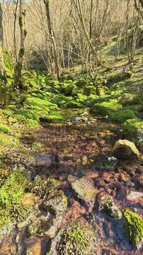 Moss clings to rocks, swirling water. Ozren Mountain, near Sokobanja, Serbia