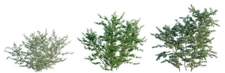 Fototapeta premium Crataegus monogyna tree, elevation, front view, cutout, transparent background, isolate, Detailed green tree branches with leaves, isolated on a transparent background for design
