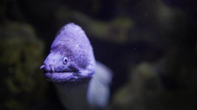 Close up head of a large white leopard eel swimming around beside a coral reef underwater