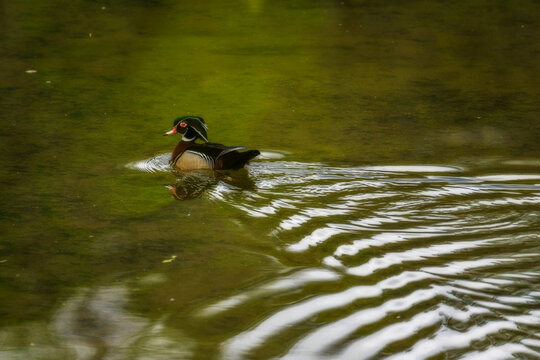Male Wood Duck Swimming On Green Pond With Reflection And Rippling Water