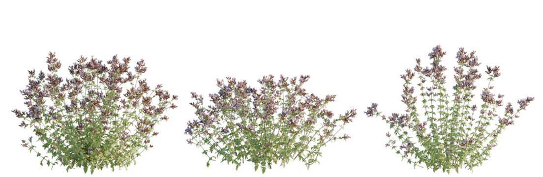 Origanum vulgare tree, elevation, front view, cutout, transparent background, isolate, Purple flowering plant with lush green leaves, beautiful botanical close-up, vibrant floral details