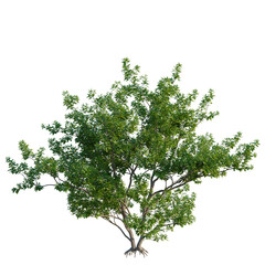 Fototapeta premium Sassafras albidum tree, elevation, front view, cutout, transparent background, isolate, Detailed green leafy tree with vibrant foliage, perfect for nature and botanical themes.