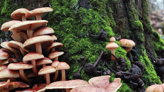 Slider shot of dense colony of wild mushrooms on moss covered tree trunk