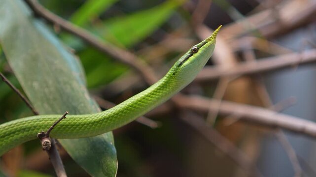 close view of a Rhinoceros ratsnake head with it's tongue coming out and crawling pn a tree