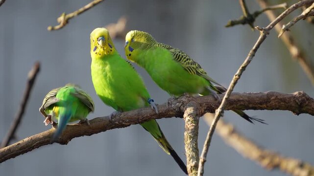 Close up of two green parakeet, budgie birds sitting on a tree branch and interacting on a sunny spring day