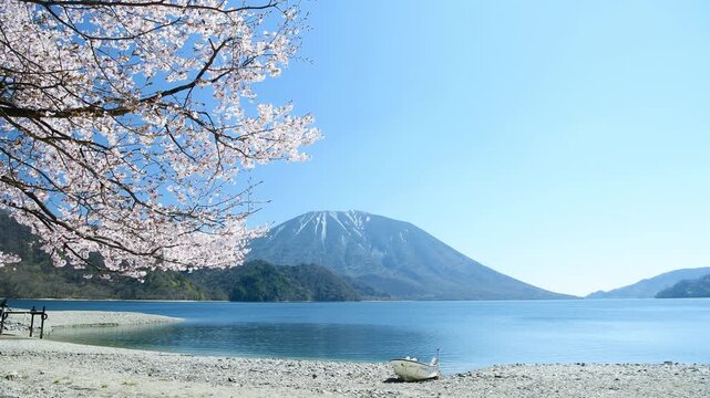 栃木県日光市　千手ヶ浜から見る満開の山桜と男体山と中禅寺湖