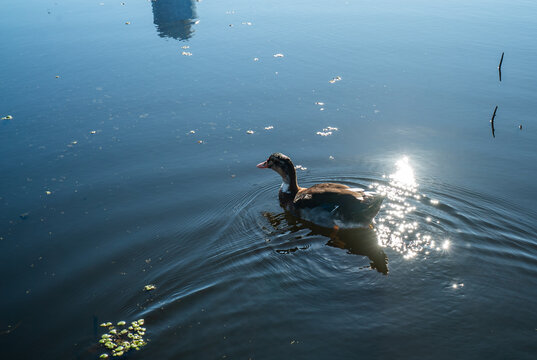 Duckling swims peacefully in calm, sunlit water with floating plants