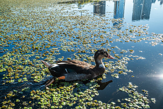 Duckling swims peacefully in calm, sunlit water with floating plants