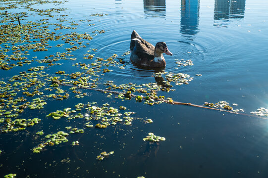Duckling swims peacefully in calm, sunlit water with floating plants